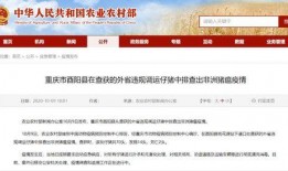 猪瘟最新爆料新闻,揭秘病毒传播途径与防控措施