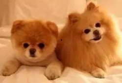 狗狗最新爆料文案搞笑,宠物界的“八卦风云”