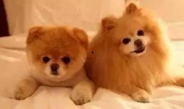 狗狗最新爆料文案搞笑,宠物界的“八卦风云”