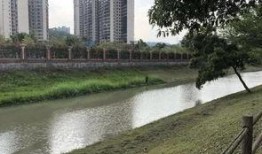 佛山金沙洲爆料案件最新,真相与疑云交织的悬疑事件