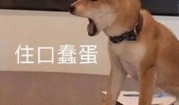 狗狗最新爆料文案搞笑,宠物界的“八卦风云”