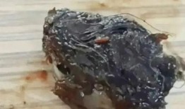 鸭脖事件爆料最新消息,爆料细节曝光，真相即将揭晓