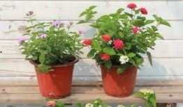 缅北高层爆料视频最新,最新爆料视频深度解析