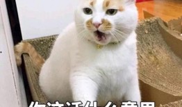 狗狗最新爆料文案搞笑,宠物界的“八卦风云”